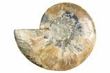 Cut & Polished Ammonite Fossil (Half) - Deep Crystal Pockets #345985-1